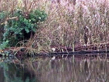 Het witte vlekje aan de waterlijn is een Roerdomp