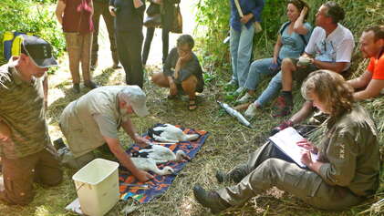 3 kuikens op de schapenweide geringd