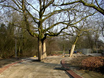 Tegenover het Theehuis, een boom komt midden in het pad